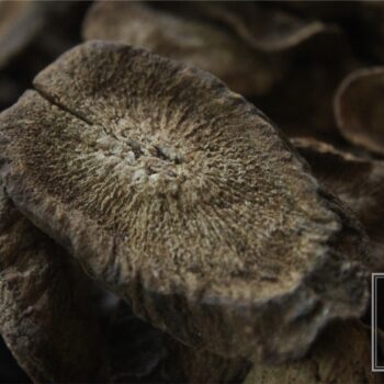 Burdock Root - Image 2
